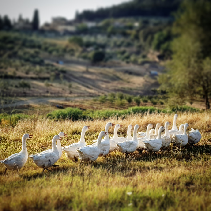 Biglietti e abbonamenti 3 Botanic-Garden_animali-6.jpg