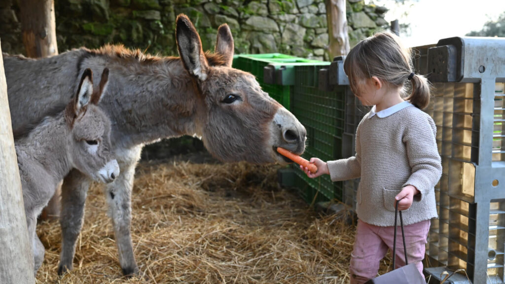 Compleanno originale a Firenze per bambini: idee in Fattoria 1 attivita in fattoria_attivita con gli animali