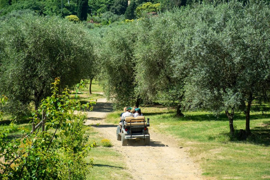 fattoria-di-maiano-tour-oliveto